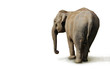 Photo: éléphant éléphant