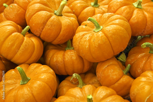 Photo: Large pile of pumpkins, close-up (full frame) Large pile of pumpkins, close-up (full frame)
