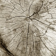 Cut of a trunk
