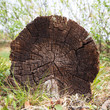 Cut of a trunk