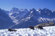 alpage dans le mont blanc