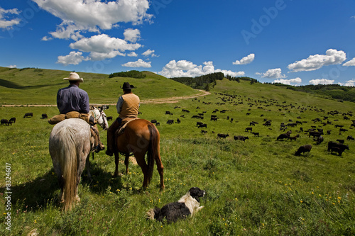 Photo: Cattle drive Cattle drive