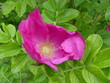 HeckenRose_BlueteMagenta_01