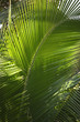 Close up of palm branch