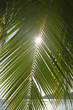 Sun shining through palm branch