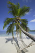 Palm Tree with Hammock on beach,  Mahe', Seychelles