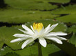 Close up of water lily, Seychelles