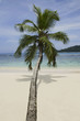 Palm tree over beach, Anse Takamaka, Mahe', Seychelles