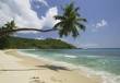 Palm tree over beach, Anse A La Mouche, Mahe', Seychelles