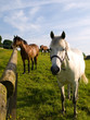 Horse in Beautiful Green Field in British Summer Morning