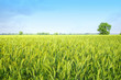 The rye
