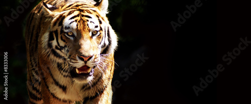 Photo: Tiger bei der Jagd Tiger bei der Jagd