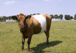Beautiful Lakenvelder cow