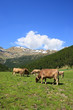 Cows in a field