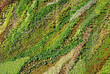 Mur végétal 2