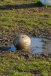 rugby