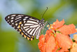 Butterfly in nature