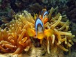 Clownfische
