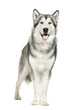 Alaskan Malamute ()
