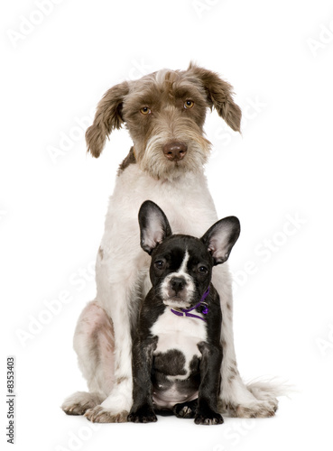 Bastard (8 months) and a french bulldog (4 months)