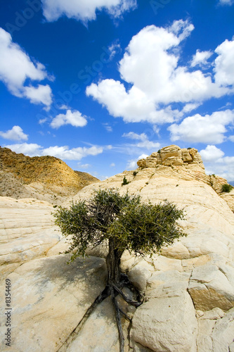 Close up on the Rocks with a Small Tree - Snow Canyon Utah