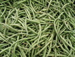 Haricots