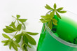 Foto: Waldmeistersaft Waldmeistersaft