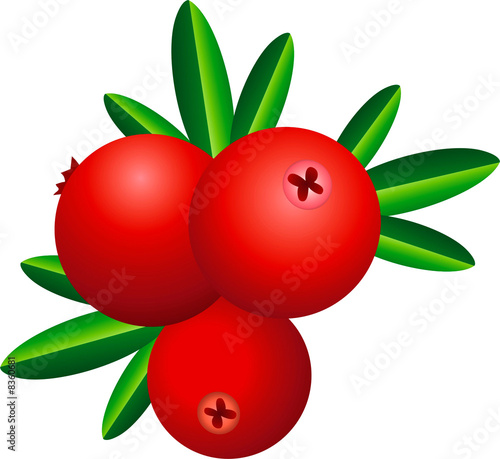 Illustration: cranberry cranberry