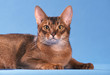 chat  Abyssin