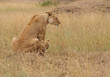 Protective Lioness