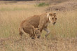 Lioness with Cub
