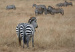 Pair of Curious Zebras looking at the Others
