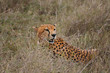 Cheetah Resting in Serengeti Grass Plains