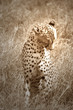 Cheetah Licking Itself in Serengeti