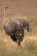 Ostrich in Serengeti, Africa