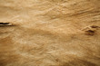 bark texture
