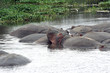 Hippos Resting & Smiling in an Pond