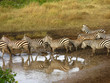 Zebras Travelling Over Pond