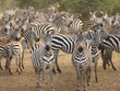 Curious Herd of Zebras