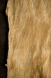 bark texture