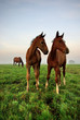 Foals Look Around The World
