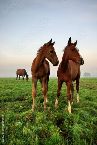 Photo: Foals Look Around The World Foals Look Around The World