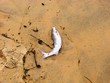 poisson échoué sur la plage