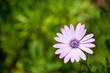Bush Morning Glory 1