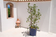 Spanish Terrace 4