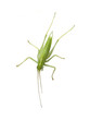 Grasshopper