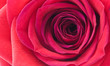 Bocciolo Rosa Rosso in dettaglio Bocciolo Rosa Rosso in dettaglio