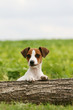   Jack Russel terrier
