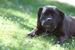 Chien 09