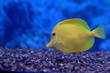 yellow  zebrasoma floats in aquarium